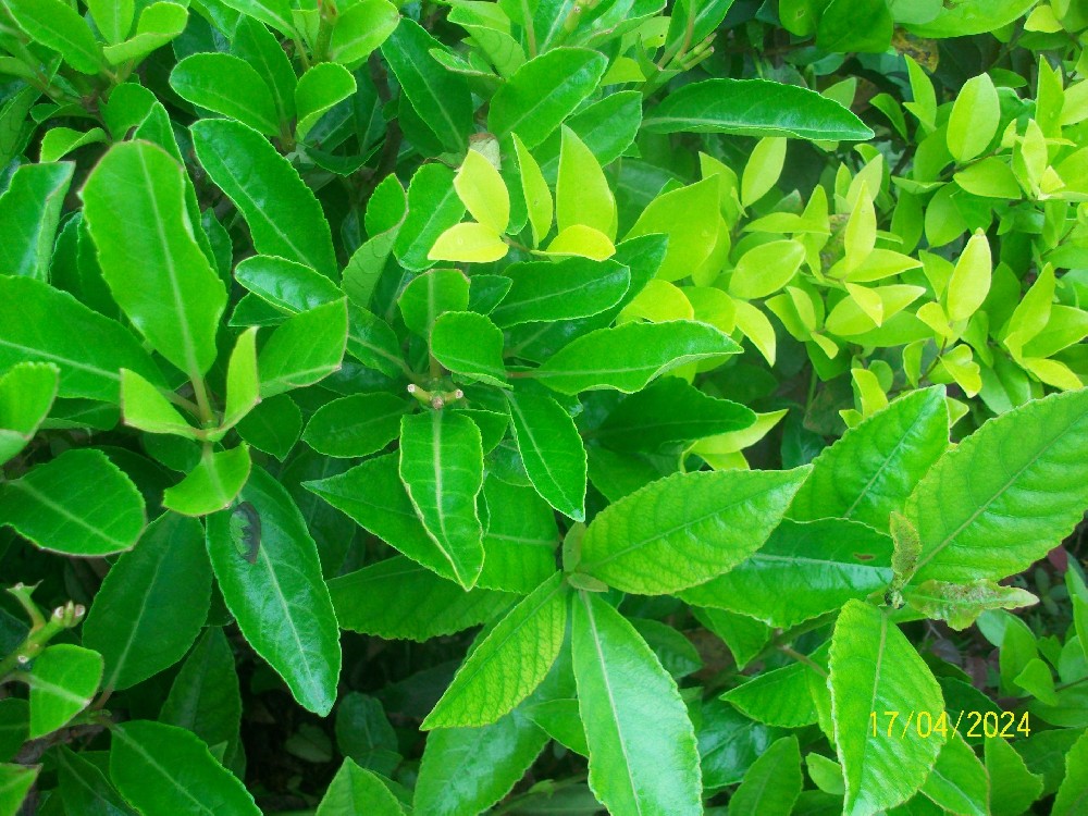 SEO排名